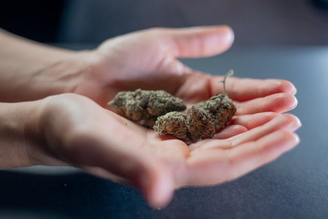 person holding cannabis buds in hand